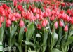 Tulipa Jochem ® (2)